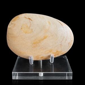 Fossilized Clam (Madagascar)